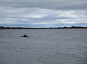 2018.07.07 Loch Ness und die Delphine (1701)